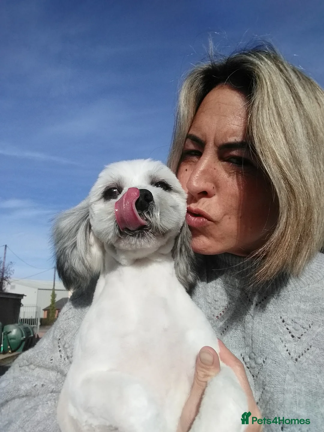 Lhasa Apso dogs for stud: KC Registered, Lhasa Apso Stud Randy in March - Advert 2