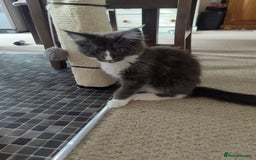 Maine Coon cats for sale: Three adorable Main kittens  - Image 9