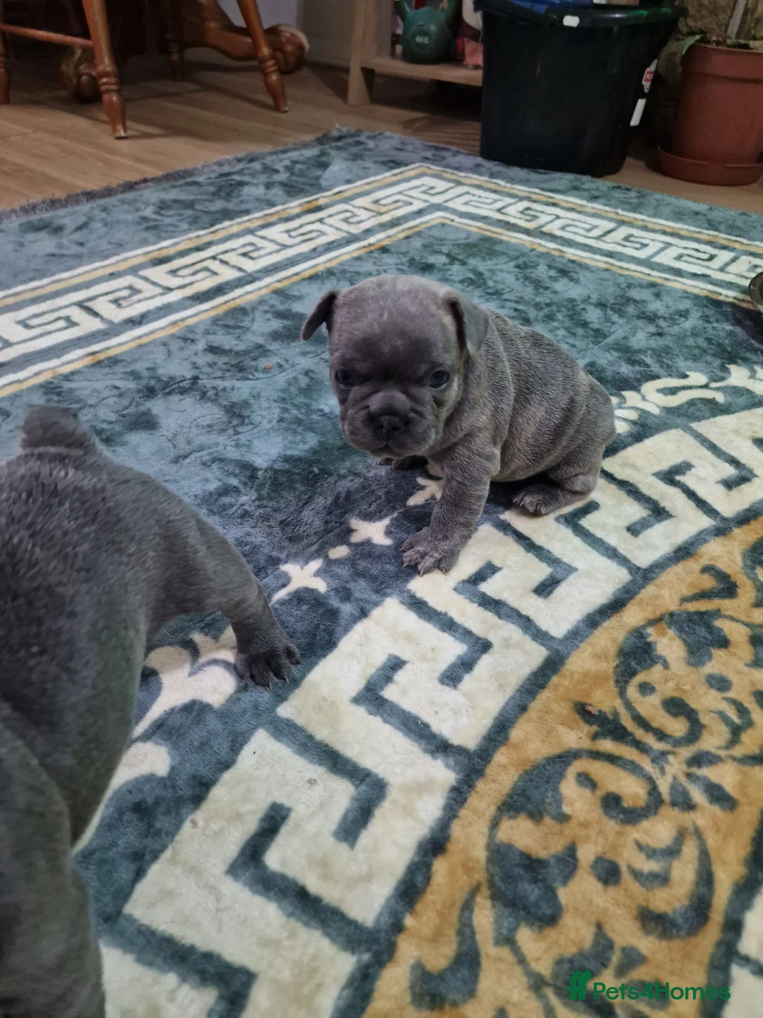 French Bulldog dogs for sale: Beautiful blue french bulldogs puppies  - Advert 9