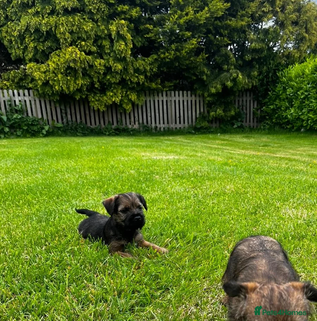 Border Terrier dogs for sale: PEDIGREE BORDER TERRIER PUPPIES  - Advert 2