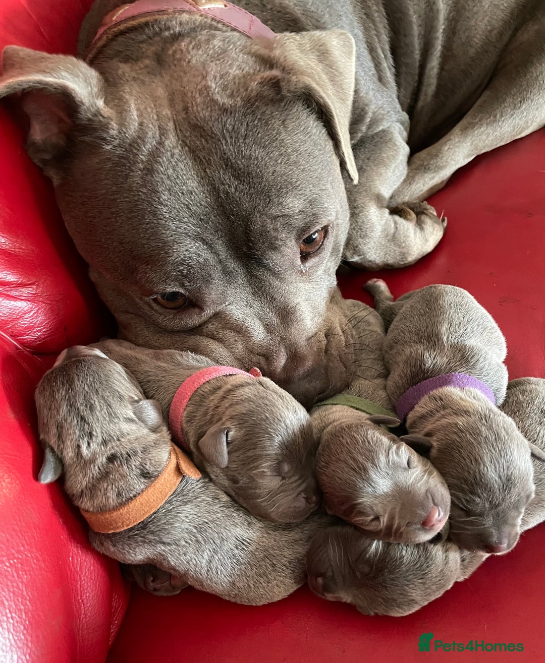 Staffordshire Bull Terrier dogs for stud: STUD…. Blue Siras champion bloodlines  in Stroud - Image 7