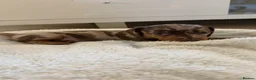 Dachshund dogs for sale: Standard Dachshund Puppies - Advert 15