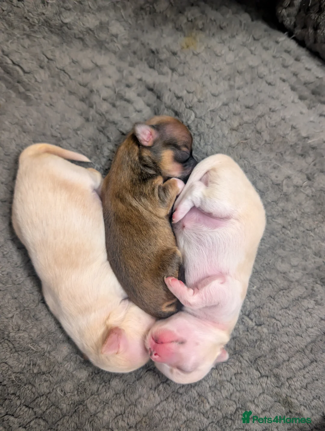 Chihuahua dogs for sale:  3 ABSOLUTELY GORGEOUS CHIHUAHUA PUPPIES FOR SALE - Advert 20