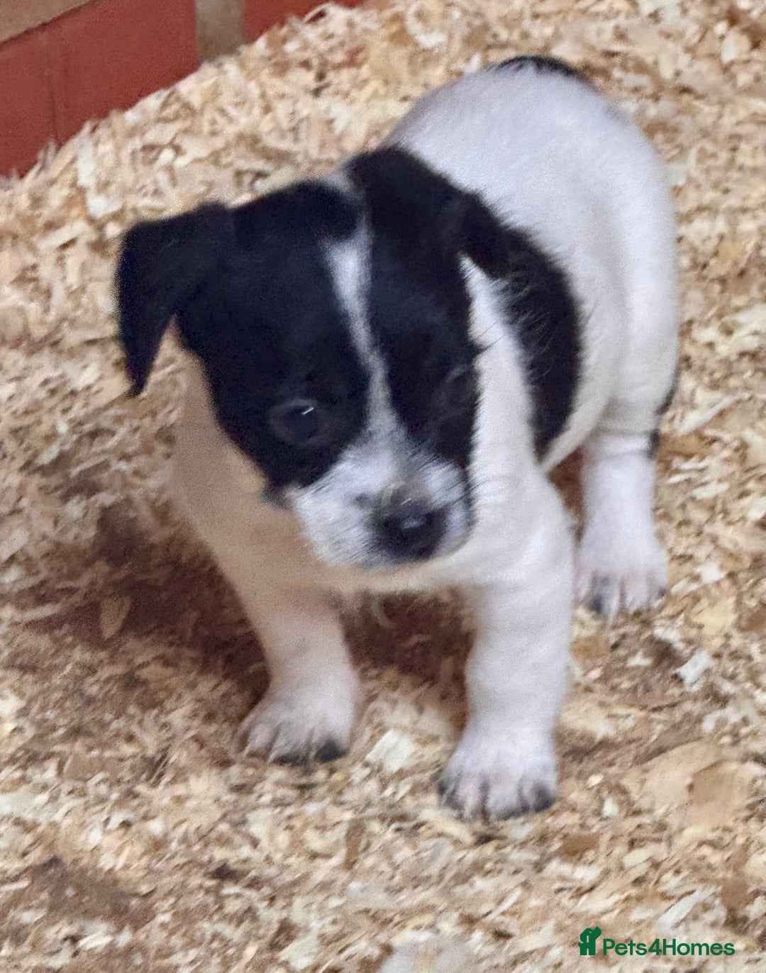 Mixed Breed dogs for sale: 5 stunning tiny miniature Chihuahua X terrier - Image 9