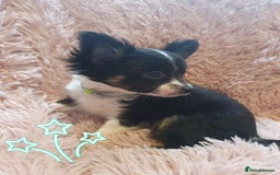 Chihuahua dogs for sale: Tri coloured longcoat apple head - Image 9