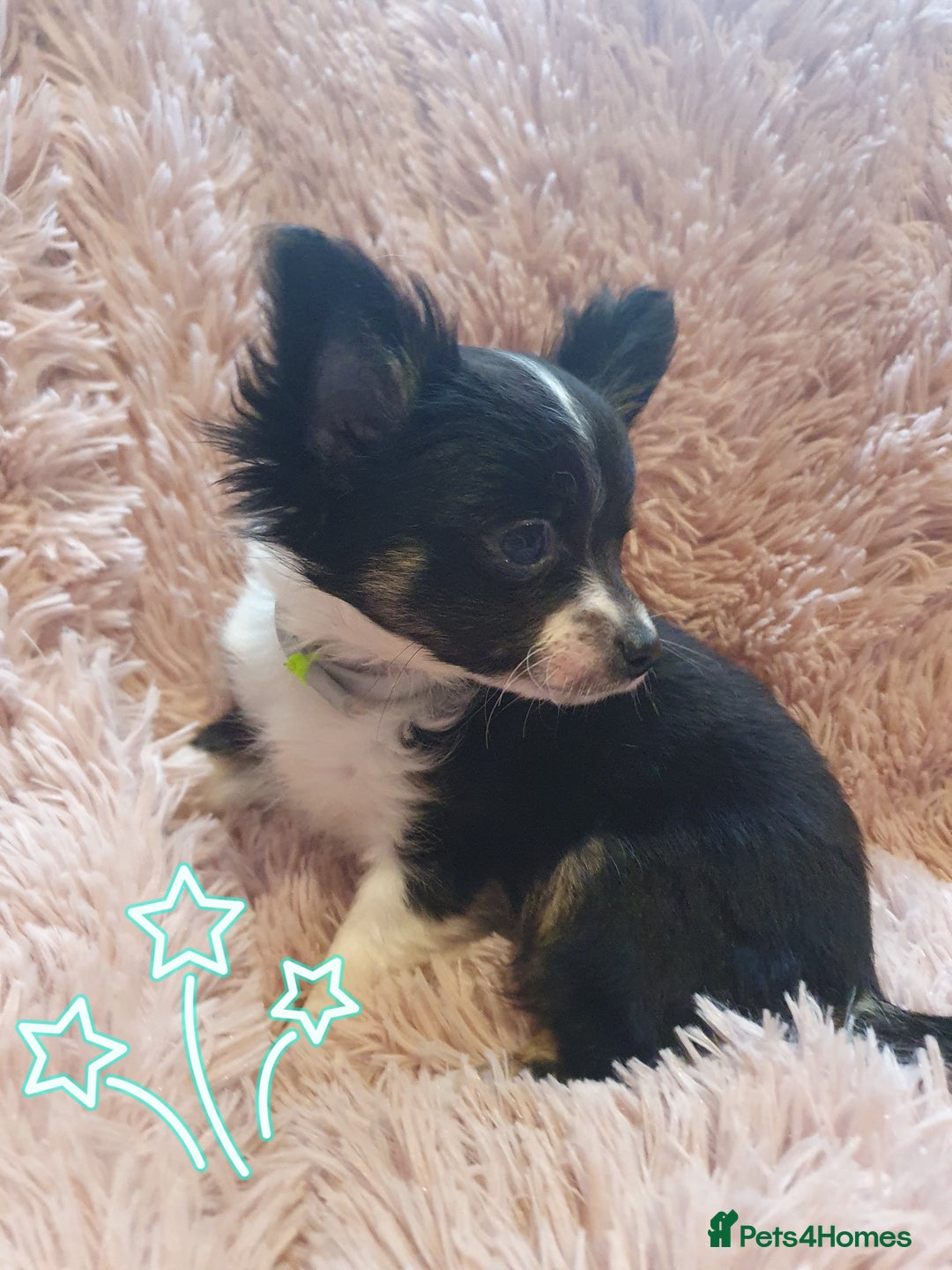Chihuahua dogs for sale: Tri coloured longcoat apple head - Image 9
