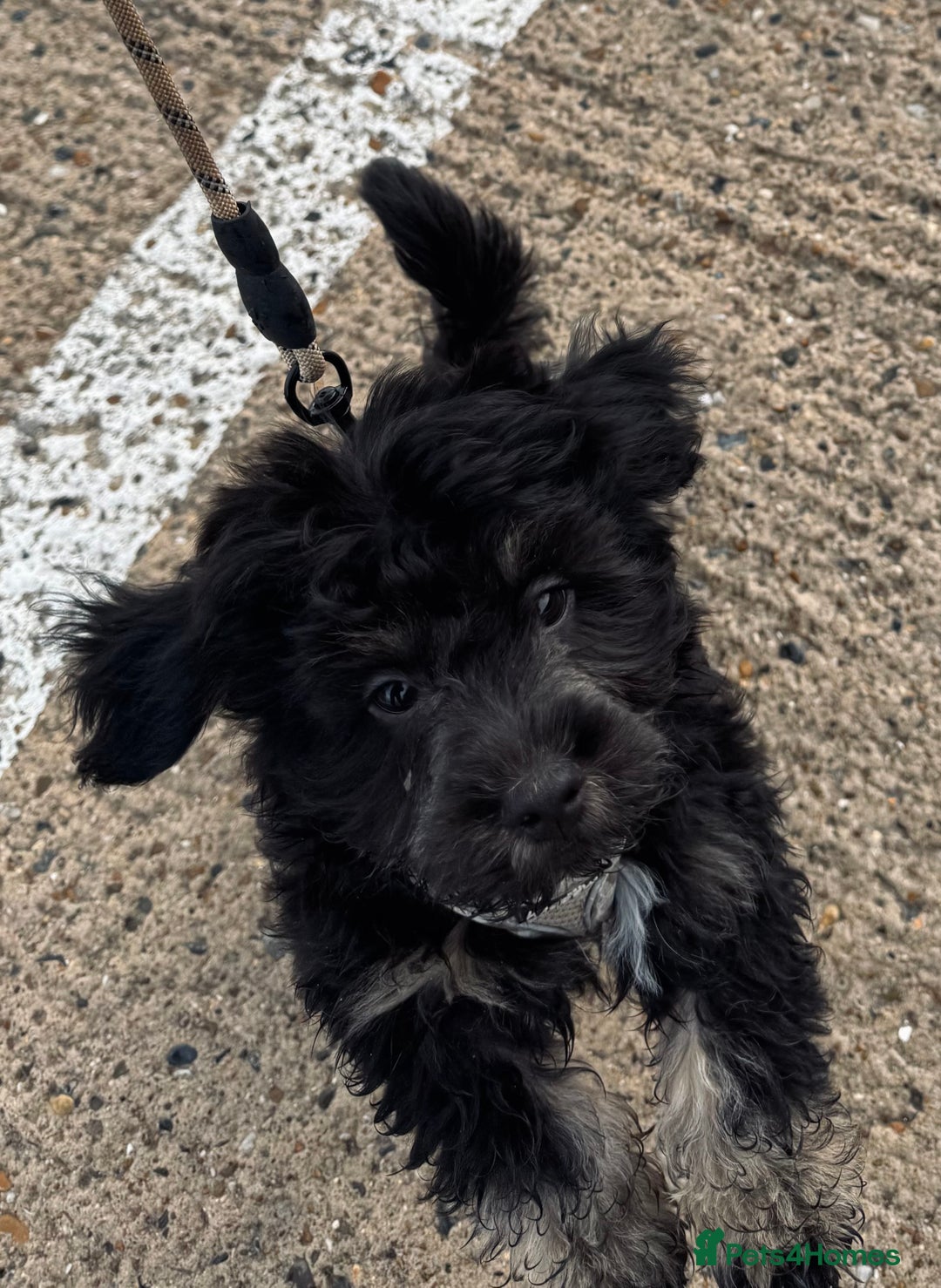 Jackapoo dogs for sale: Jackapoo puppy - Advert 1