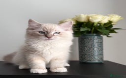 Ragdoll cats for sale: Ready to leave!!😻 Beautiful GCCF Boy Kittens - Image 5