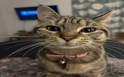 Mixed Breed cats for sale: 2 Tabby & 1 Black Female, 1 Black/White Male - Image 4