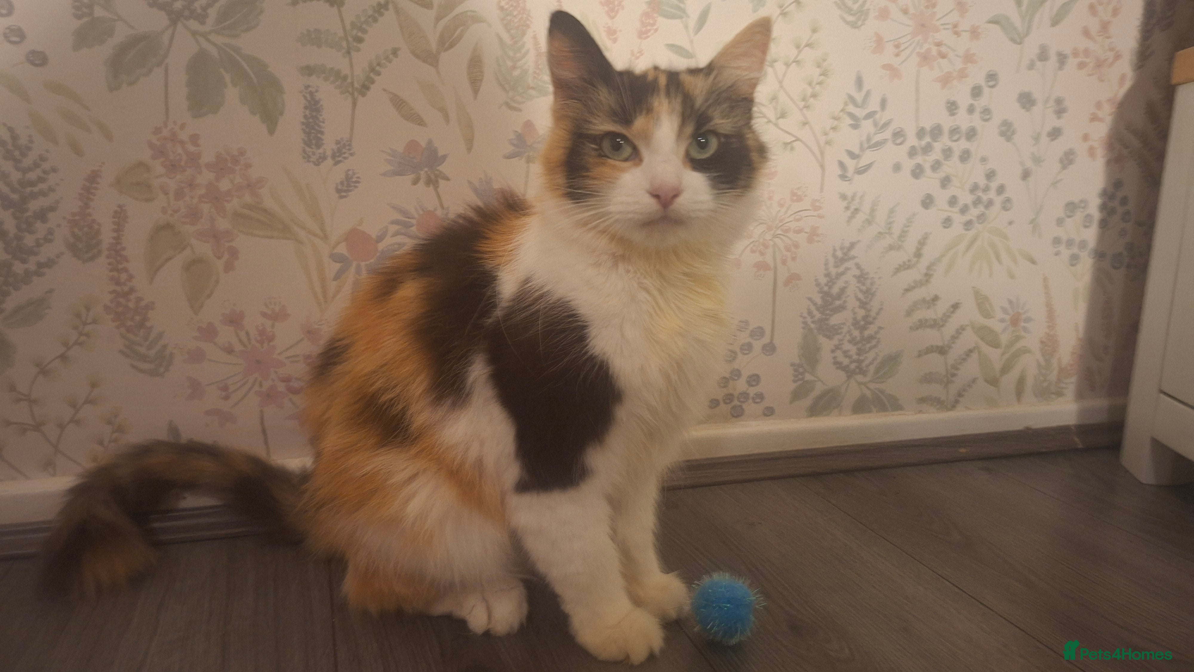 Mixed Breed cats Adult cats for urgent sale - Advert 6