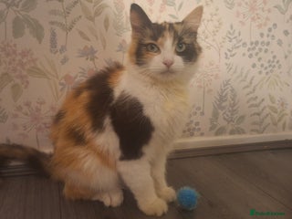 Mixed Breed cats Adult cats for urgent sale - Advert 1