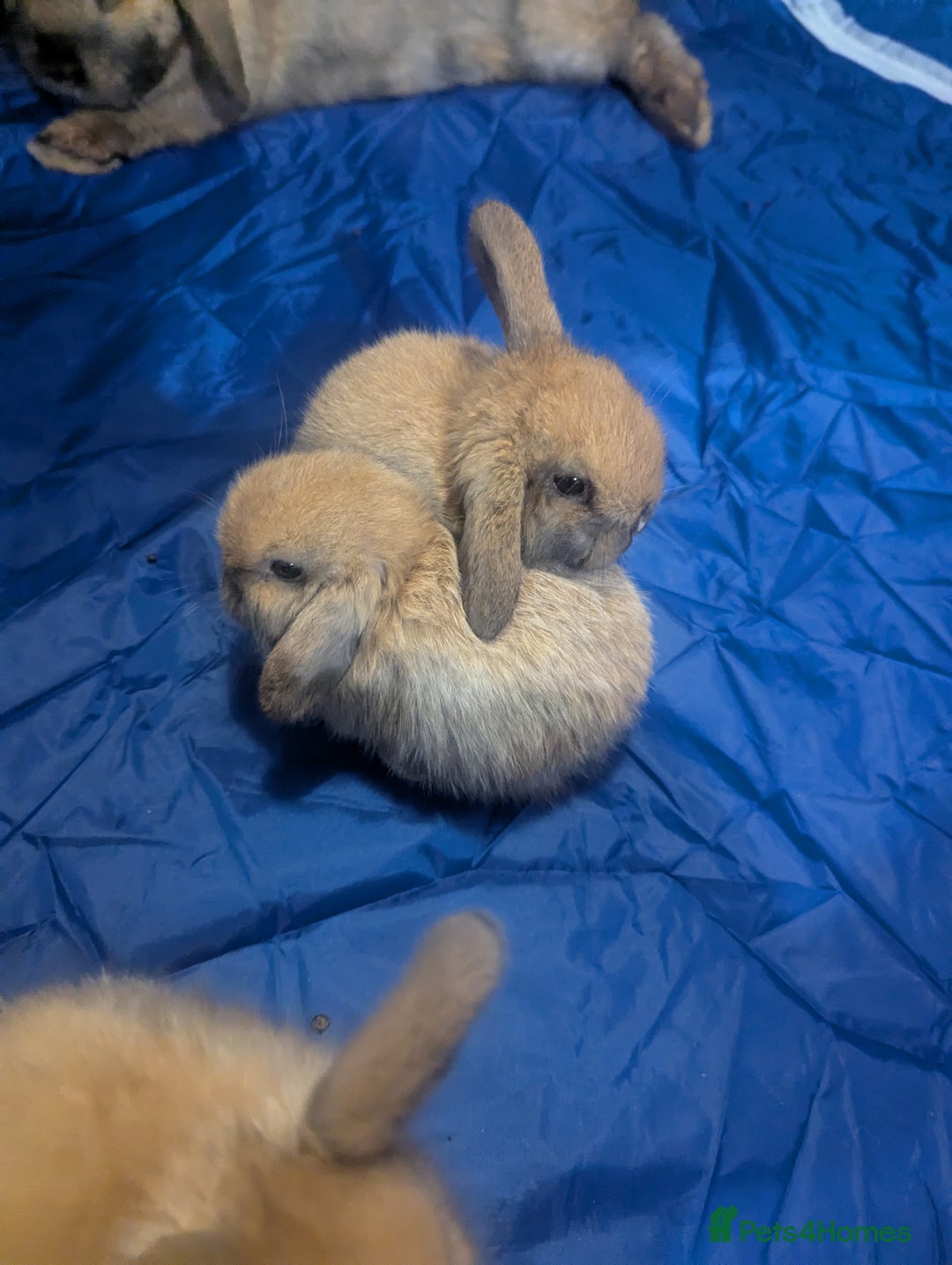 Mini Lop rabbits for sale: Baby pure bred mini lop rabbits - Image 6