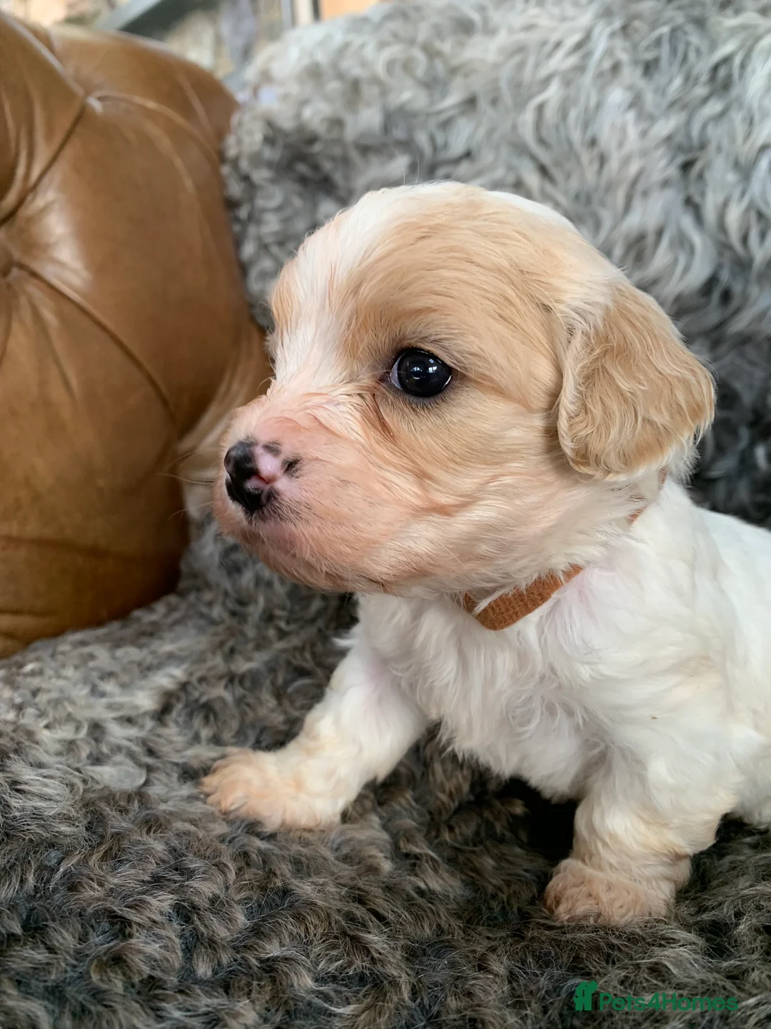 Cavachon dogs for sale: Beautiful F1 Cavachon Puppies - Advert 20