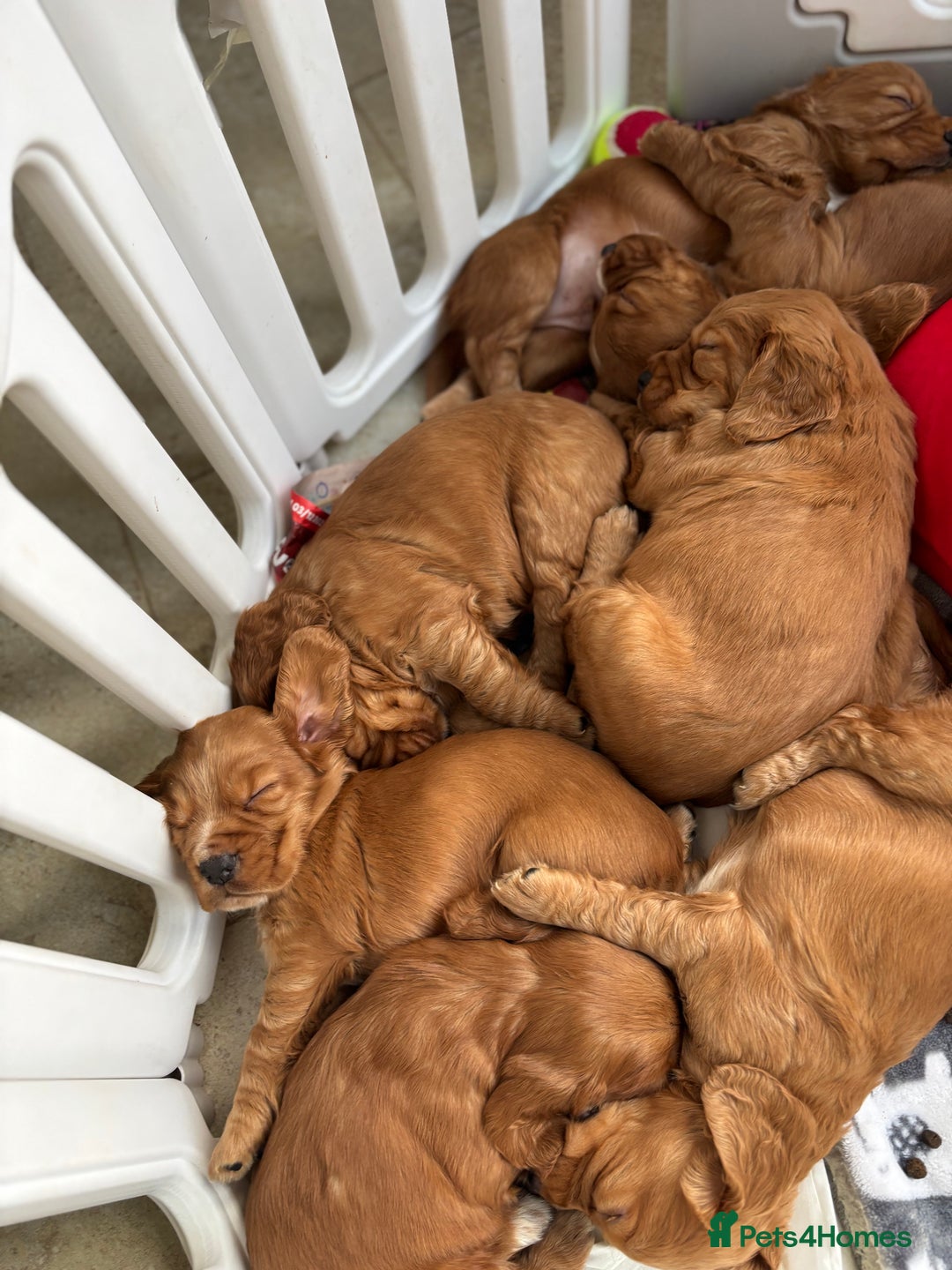 Cocker Spaniel dogs for sale: Litter of KC registered Working cocker spaniels - Advert 3