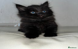 Mixed Breed cats for sale: Beautiful fluffy kittens looking for new home🥰 - Image 5