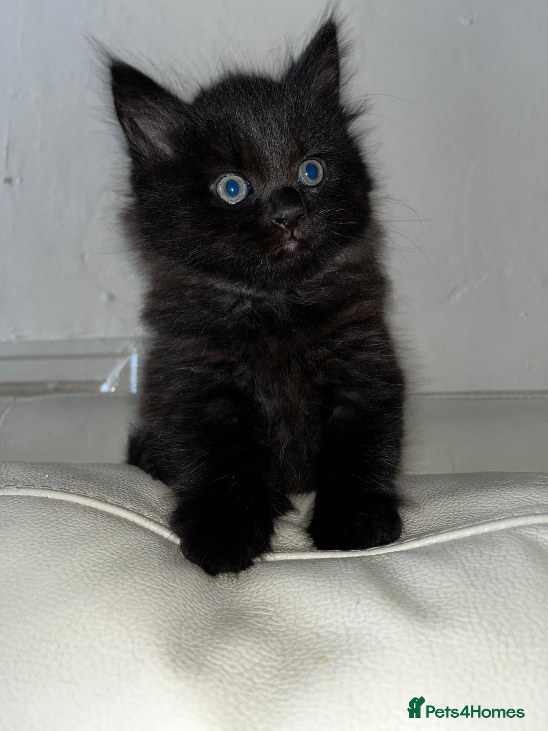 Mixed Breed cats for sale: Beautiful fluffy kittens looking for new home🥰 - Image 5