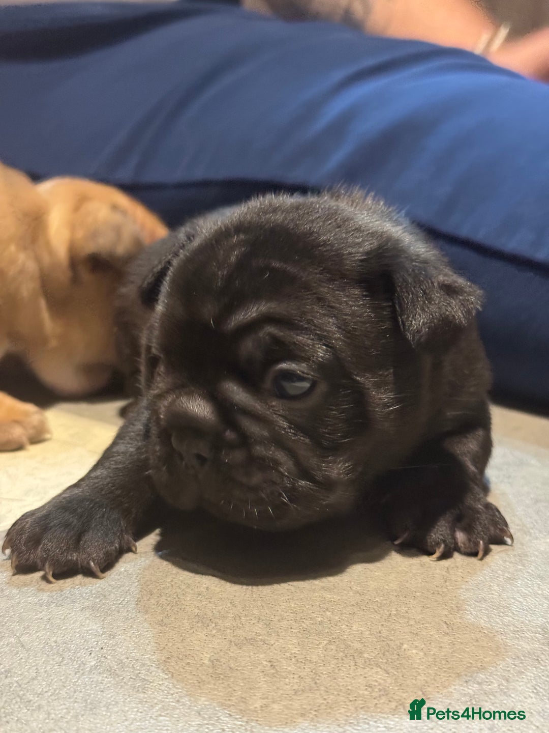 French Bulldog dogs for sale:  AMAZING PUPS  - Advert 15