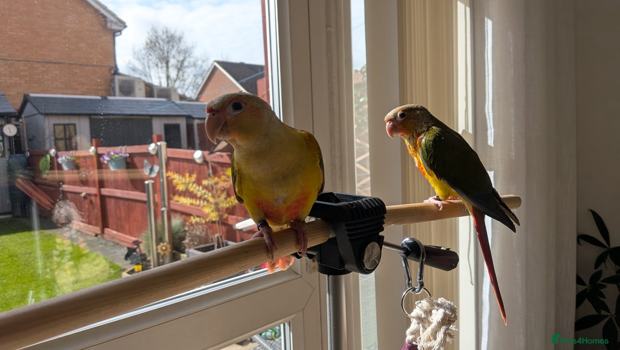 Conures birds Hand reared Pineapple conures x 2 - Advert 1