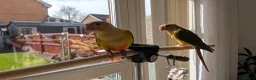 Conures birds for sale: Hand reared Pineapple conures x 2 - Advert 1