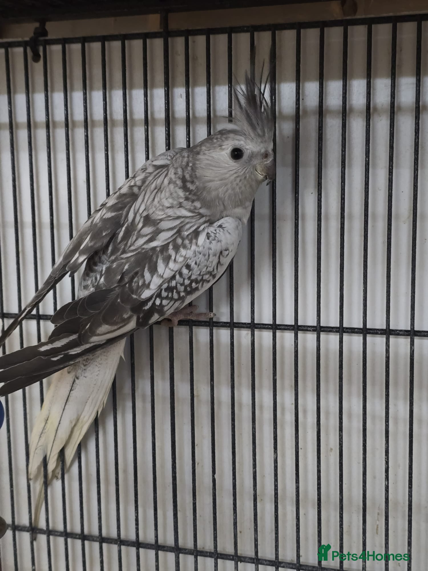 Cockatiels birds Young avairy Bred cockatiels  - Advert 2