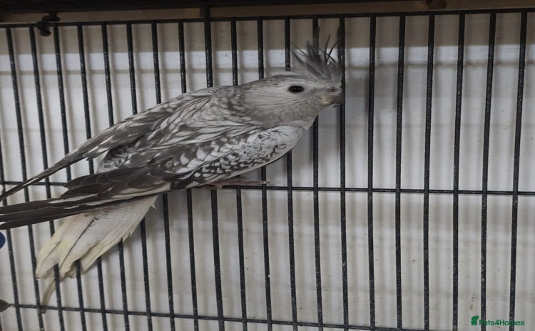 Cockatiels birds Young avairy Bred cockatiels  - Advert 10