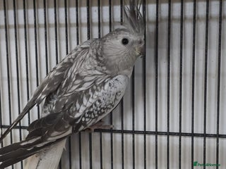 Cockatiels birds Young avairy Bred cockatiels - Advert 10