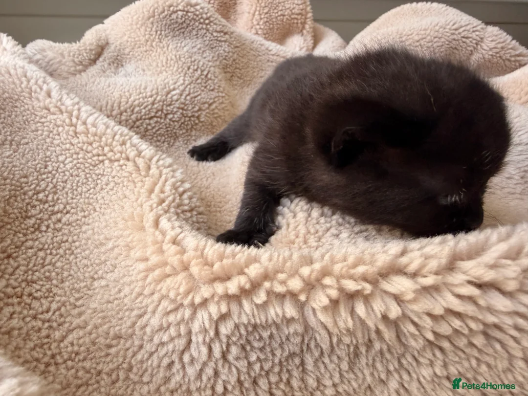 Domestic Shorthair cats for sale: British shorthair crossbreed - Advert 2