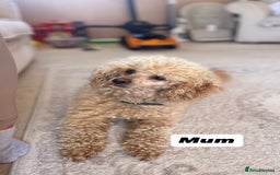 Miniature Poodle dogs for sale: Miniature poodle puppies  - Image 11