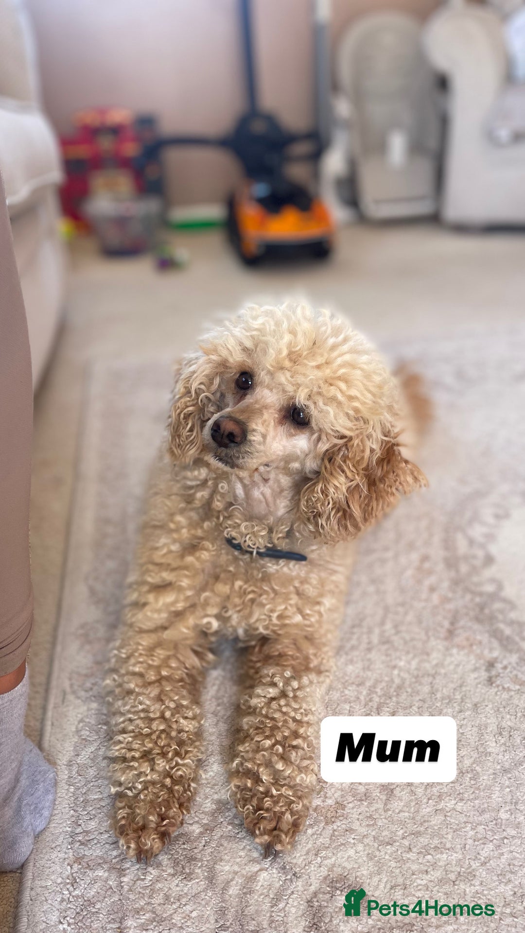 Miniature Poodle dogs for sale: Miniature poodle puppies  - Image 11