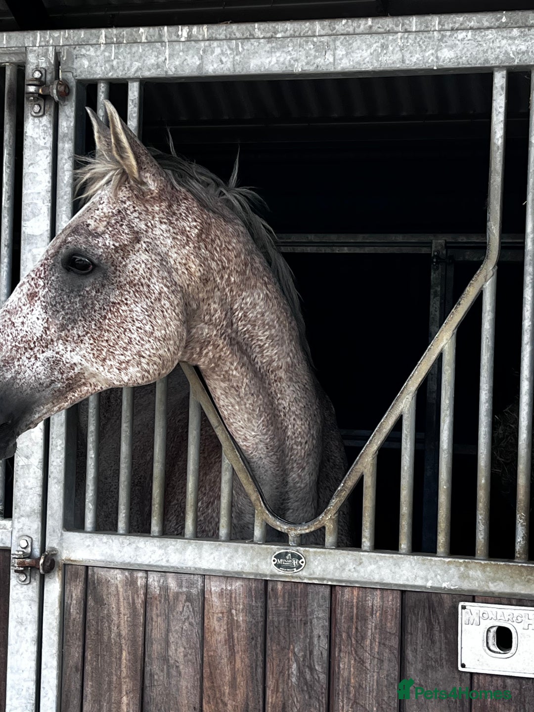 English Thoroughbred horses for sale: Grey Thoroughbred gelding  - Advert 5