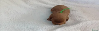 GREEN MALE