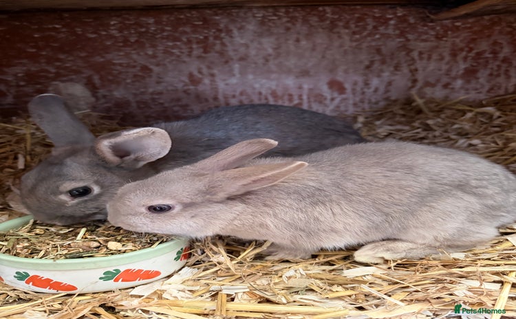 Lionhead rabbits LIONHEAD x REX DOE 1 Left! - Advert 9