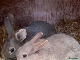 Lionhead rabbits LIONHEAD x REX DOE 1 Left! - Advert 12