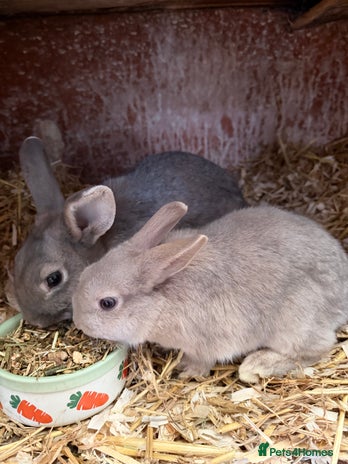 Lionhead rabbits LIONHEAD x REX DOE 1 Left! - Advert 2