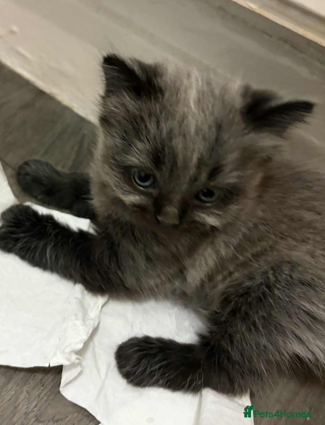 Maine Coon cats for sale: Main Coon x Rag Doll - Advert 1