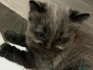 Maine Coon cats Main Coon x Rag Doll - Advert 2