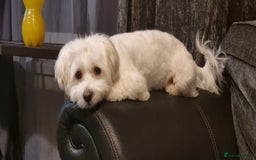 Bichon Frise dogs for sale: 4 boys and 1 girl. - Image 3