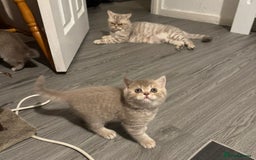 British Shorthair cats for sale: Amazing BSH kittens. READY TO GO!!! - Image 24