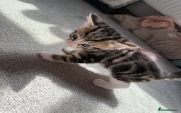 RagaMuffin cats for sale: Ragamuffin kittens  - Image 10