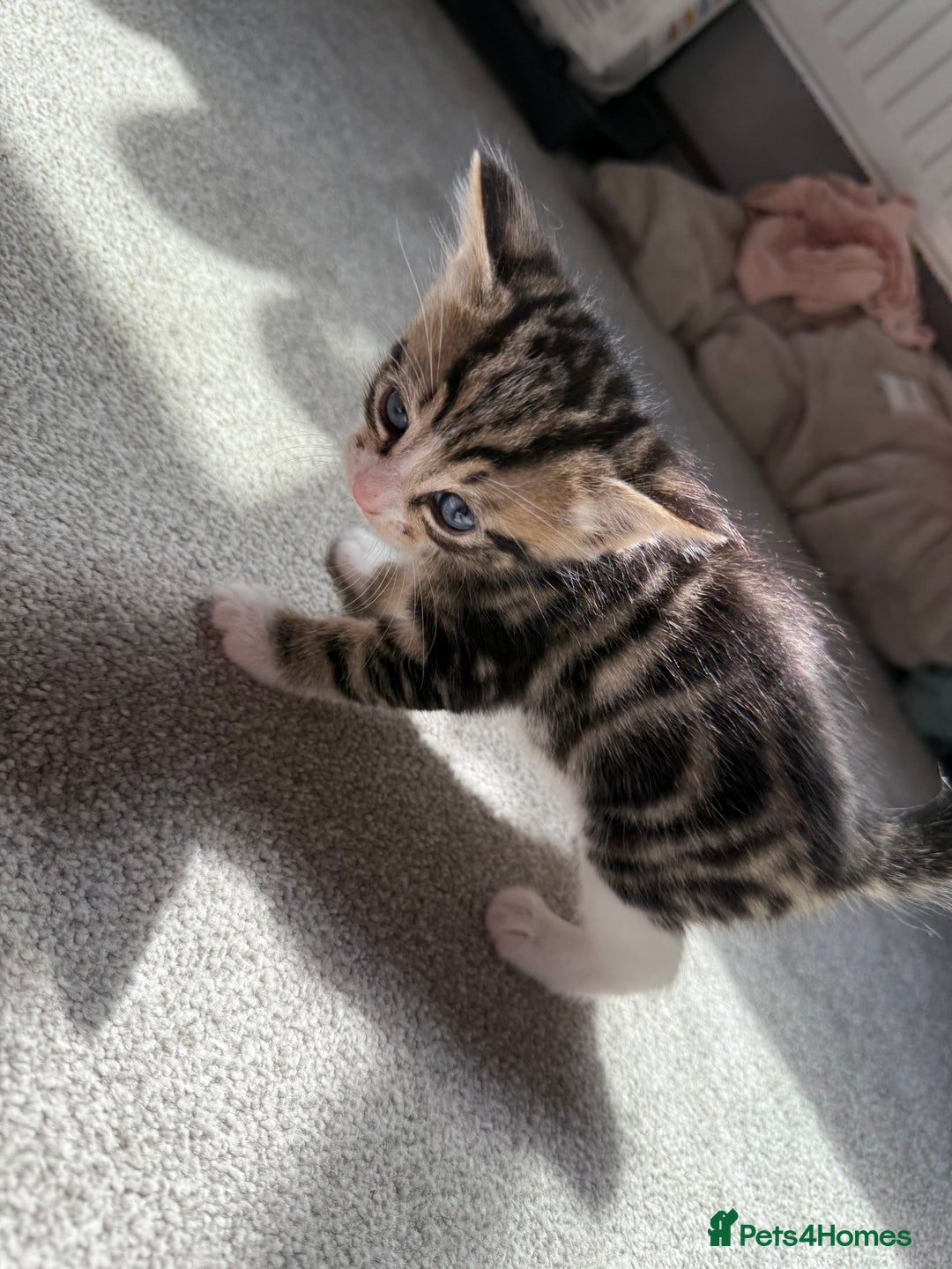 RagaMuffin cats for sale: Ragamuffin kittens  - Image 10