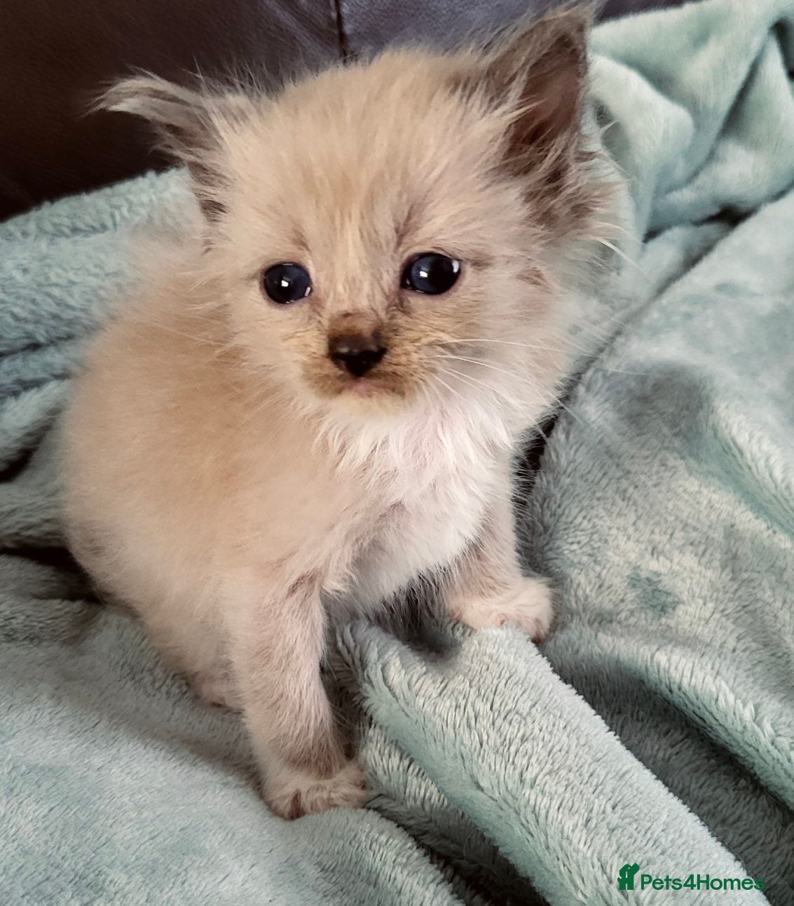 Ragdoll cats Cherubim ragdolls full pedigree - Advert 1