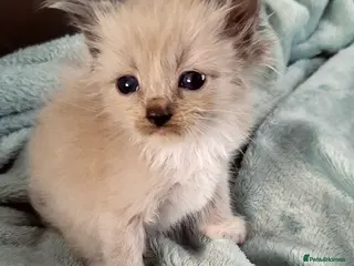 Ragdoll cats Cherubim ragdolls full pedigree - Advert 2