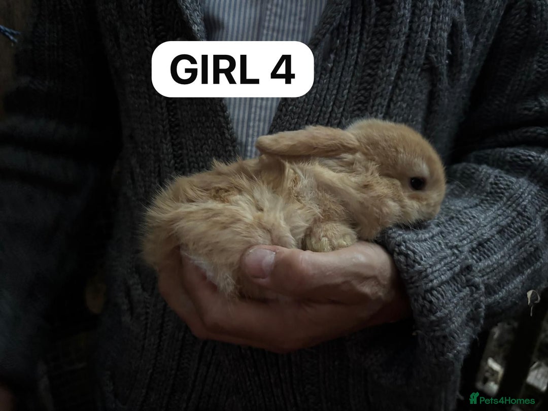 Mini Lop rabbits for sale: Friendly, Handled, Beautiful Baby Bunnies for Sale - Image 15