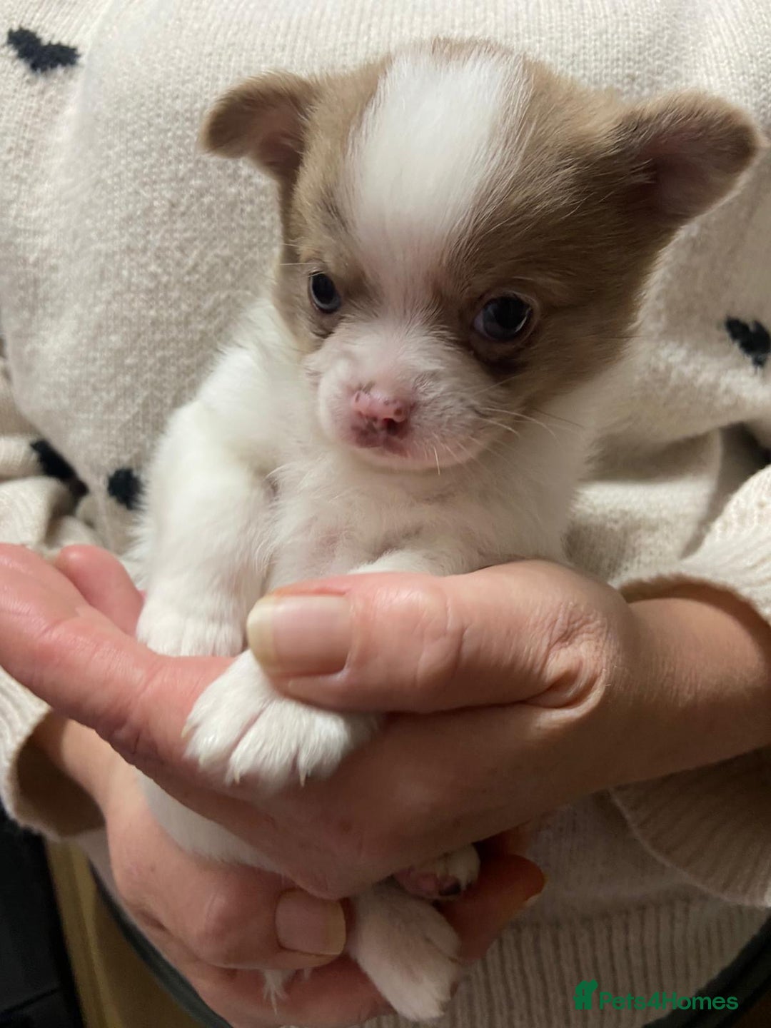 Pomchi dogs for sale: Stunning Pomchi’s - Advert 29