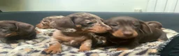 Miniature Dachshund dogs for sale: Funny happy miniature dachshund puppies - Advert 1