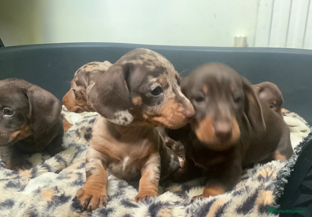 Miniature Dachshund dogs for sale: Funny happy miniature dachshund puppies - Advert 1