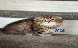 Scottish Fold cats for sale: Adorable Scottish Fold Kittens Ready for New Homes - Image 6