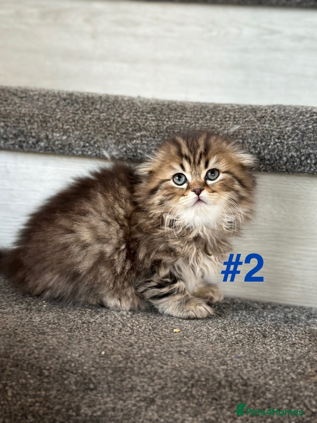 Scottish Fold cats for sale: Adorable Scottish Fold Kittens Ready for New Homes - Image 6