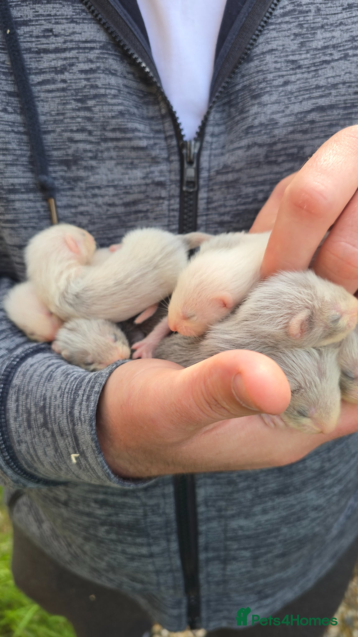 Ferret rodents Working/pet Ferret kits - Advert 15