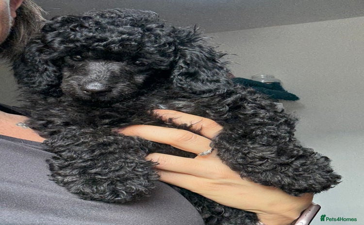 Miniature Poodle dogs - Advert 14